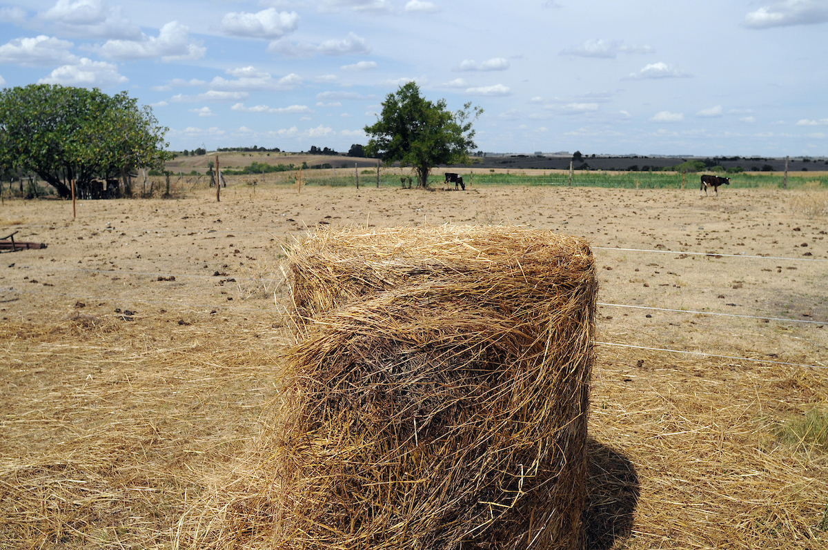 Florida: el agua en el suelo cayó al 7 % y advierten por un déficit hídrico inusual