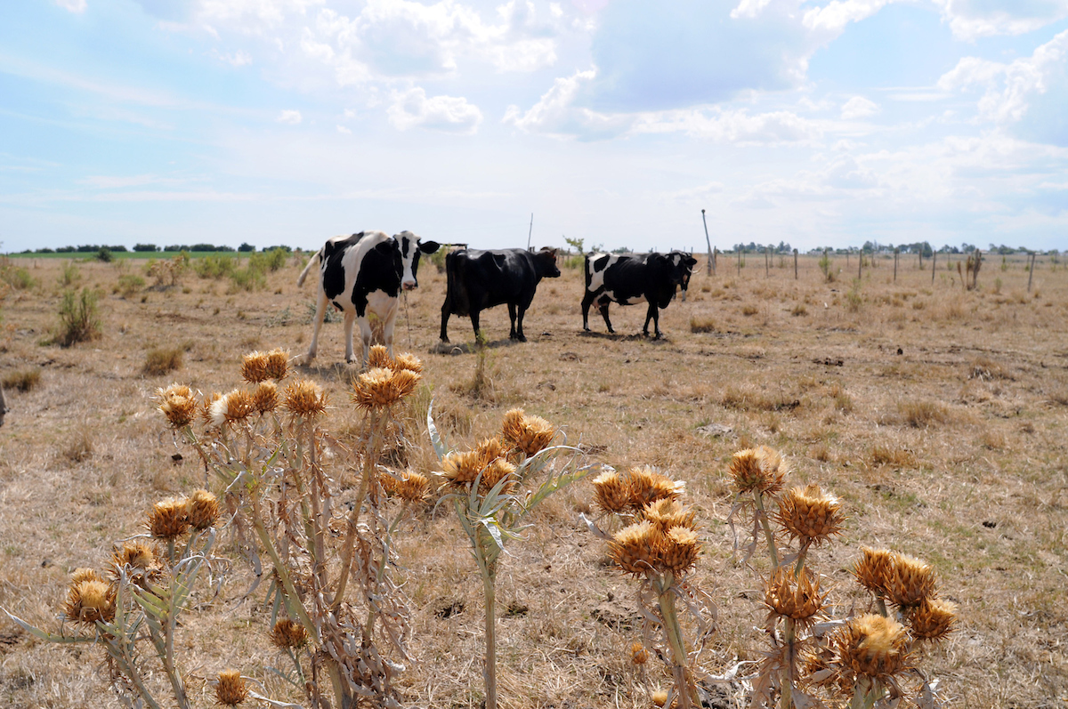 Se perdió tiempo en tomar las medidas por déficit hídrico, según Federación Rural
