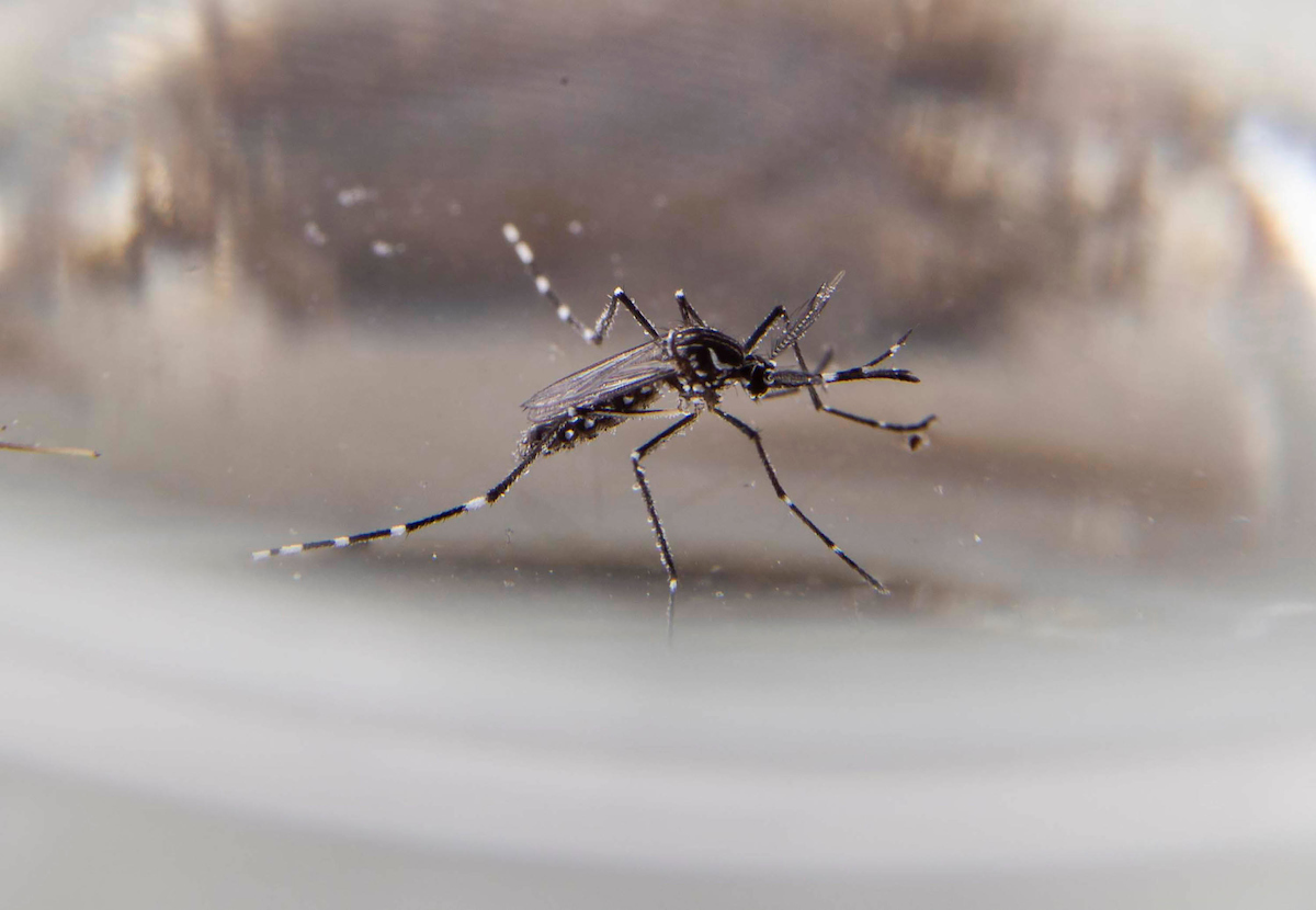 Breakthrough Zika Vaccine Developed by Brazilian Researchers Ready for Clinical Testing