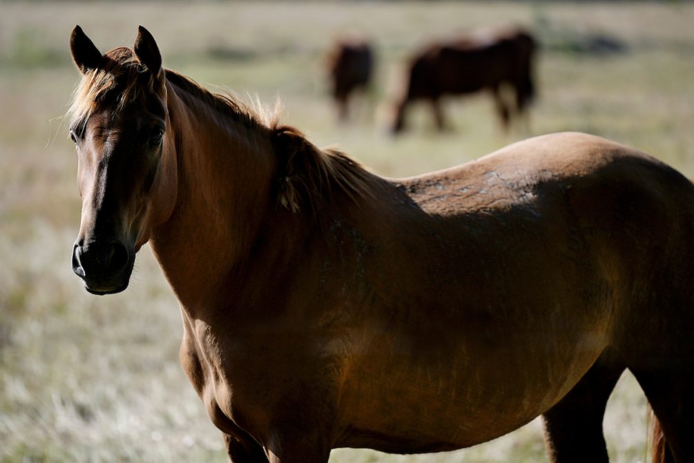 Confirman Primer Caso De Encefalitis Equina » Portal Medios Públicos