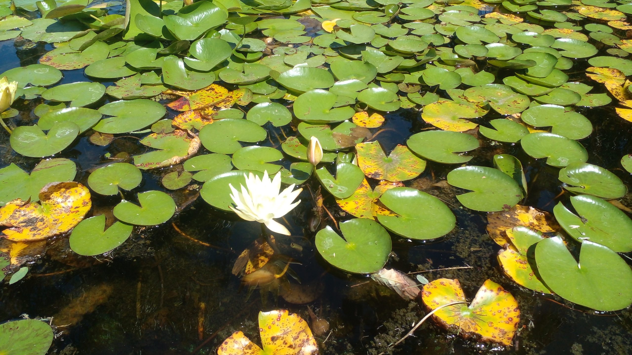 14 de noviembre » Portal Medios Públicos