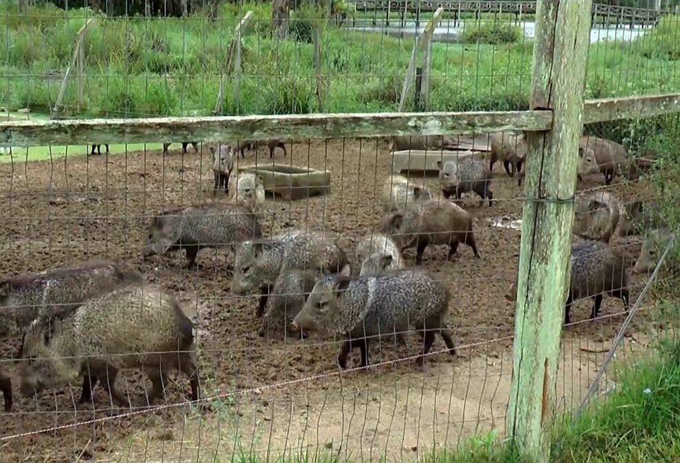 El INBA intervino el Bioparque de Melo tras denuncia por estado crítico de los animales