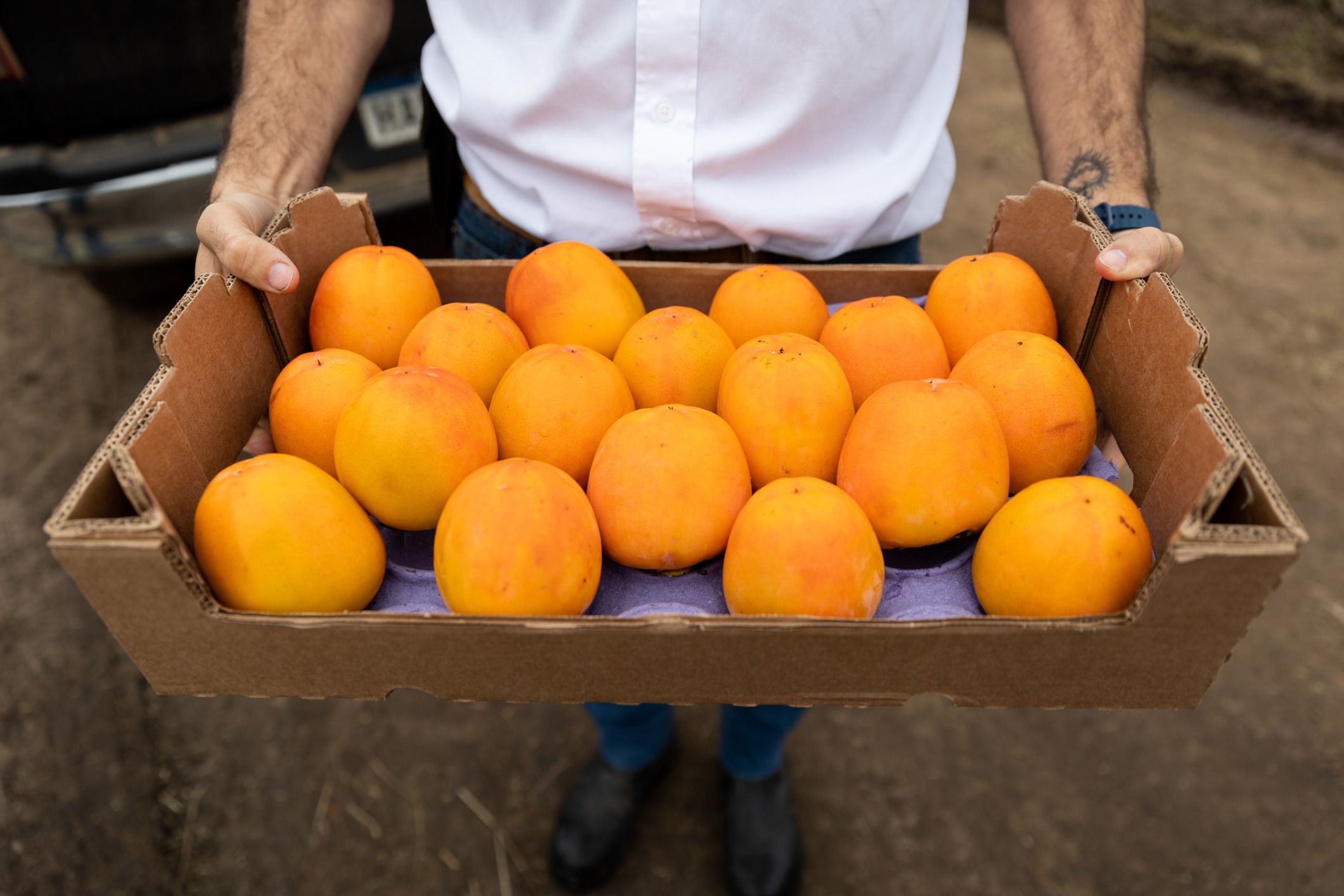MGAP apoyó con $ 25 millones a 94 productores citrícolas afectados por eventos climáticos