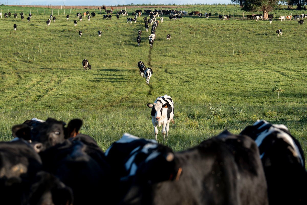 La garrapata del ganado le causa pérdidas a Uruguay por 95 millones de dólares anuales