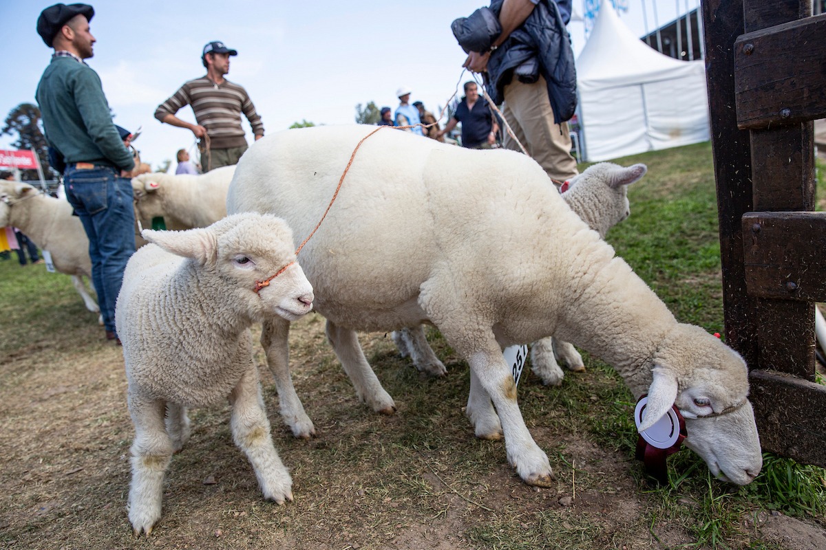 Tradición e innovación en la 120ª Expo Rural del Prado