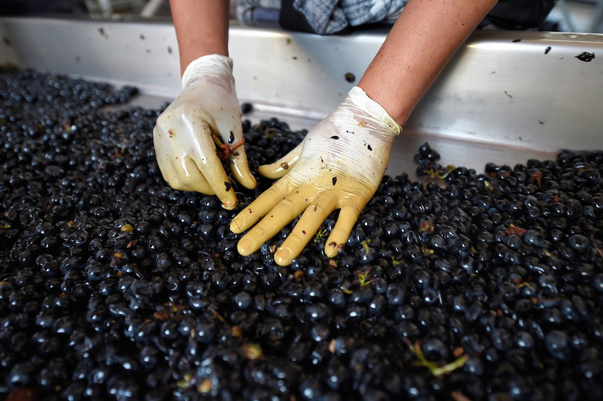 Autoridades de Vietnam visitarán Uruguay para reunirse con Orsi y conocer vitivinicultura