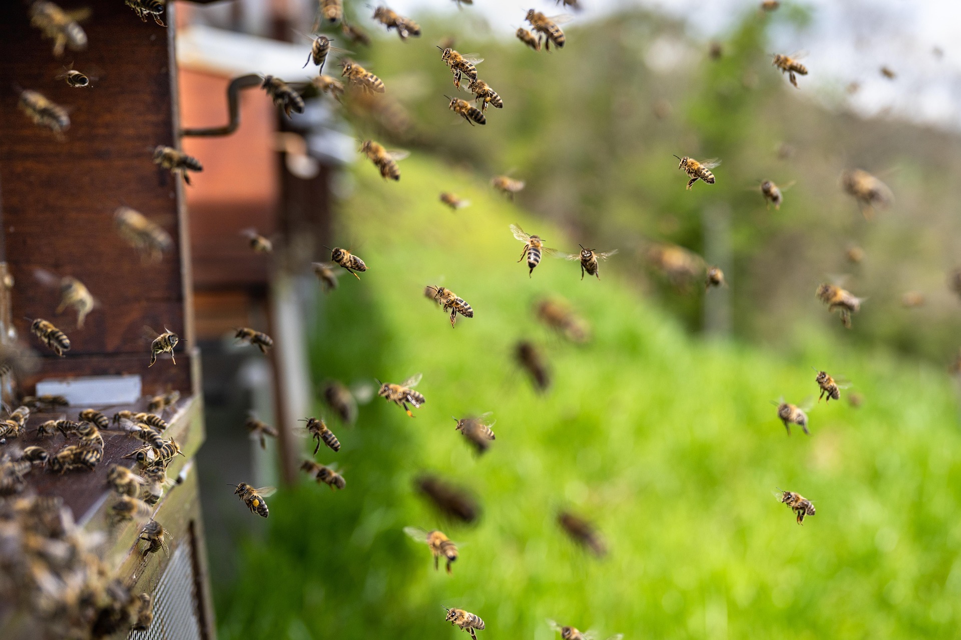 Una familia sufrió un ataque de abejas en una zona rural de Cerro Largo