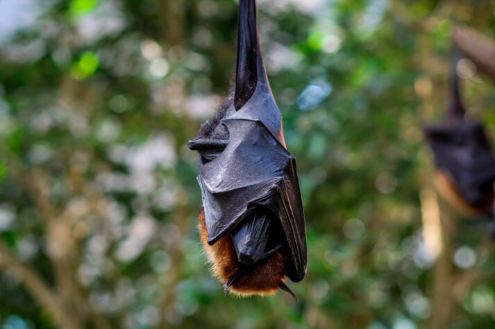 murcielago pixabay