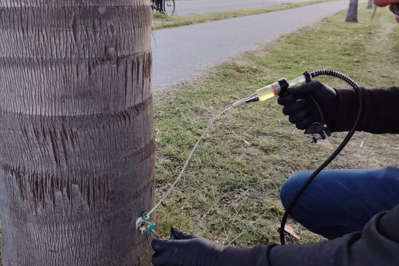 Estudiantes crean dispositivo para detectar al picudo rojo en palmeras
