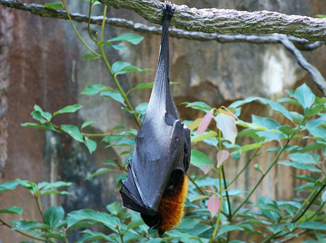 MSP confirmó el diagnóstico de un murciélago positivo al virus rábico en Pocitos