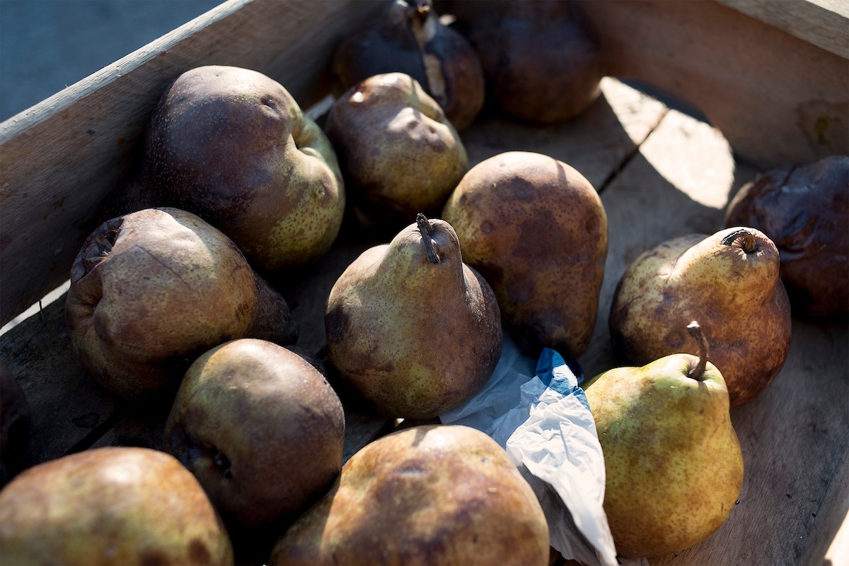 Una invasión de cotorras de monte compromete producciones enteras de frutas de estación