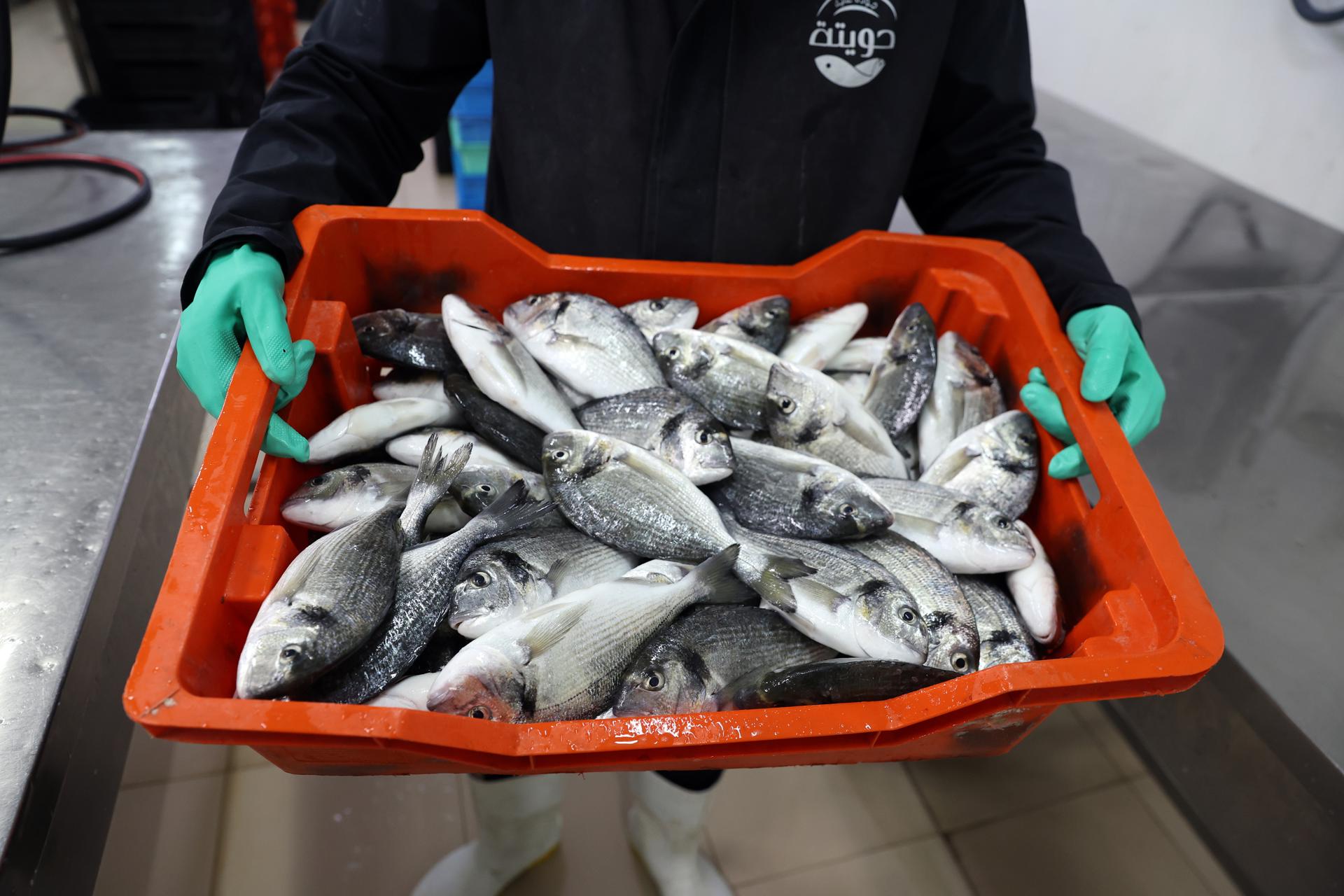 Fraude en sector pesca y acuicultura afecta al 20 % del comercio mundial, según FAO