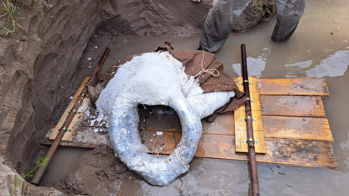 Soriano: Rescatan restos fósiles de un Glossotherium