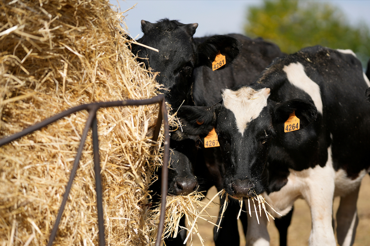 Productores expresaron preocupación porque suben los fertilizantes