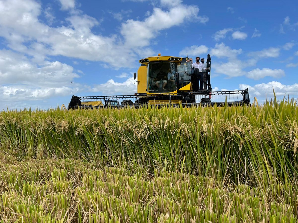 Comenzó La Siembra De Arroz Sobre 163.000 Hectáreas » Portal Medios ...