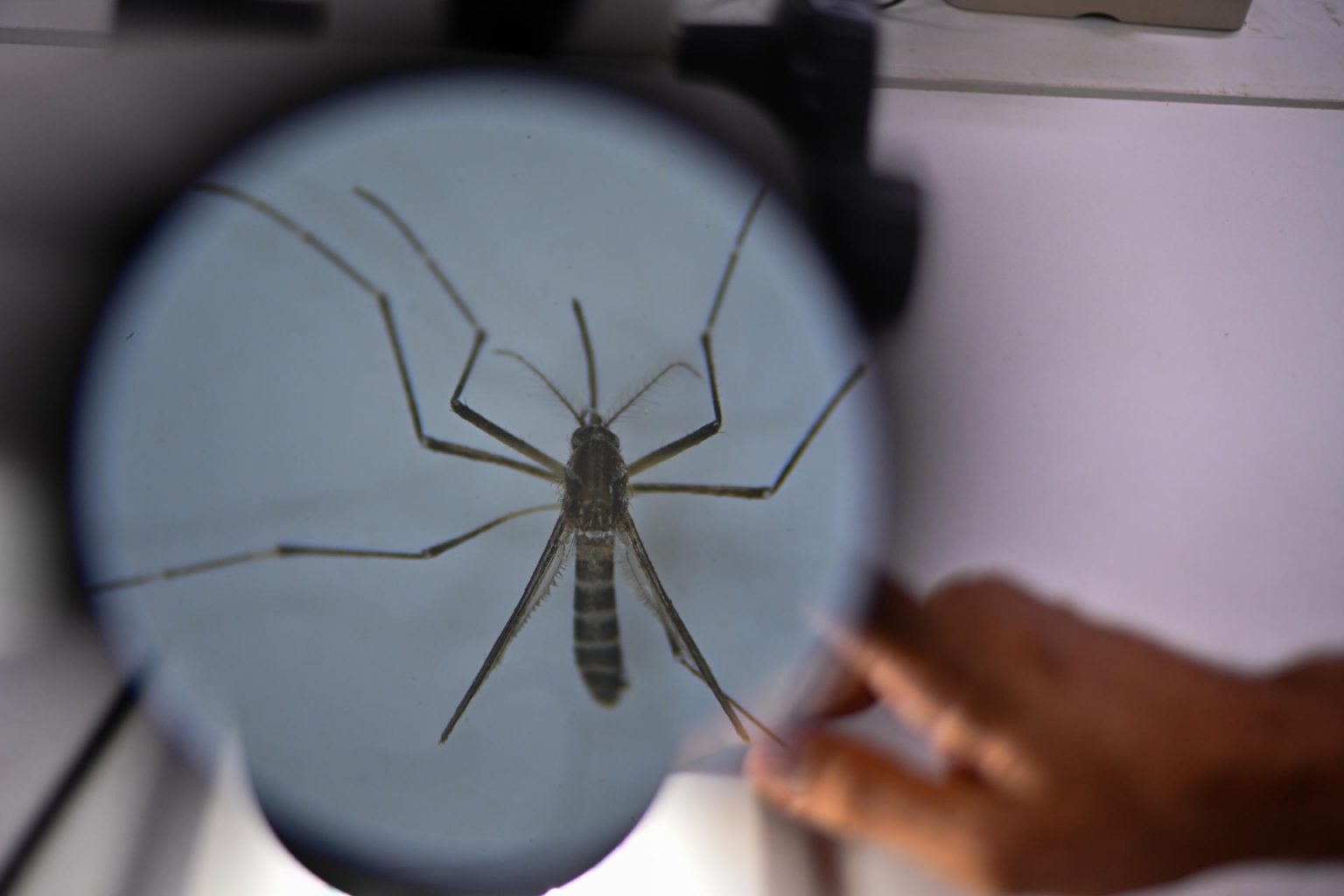 Los mosquitos Aedes aegypti son resistentes a los insecticidas