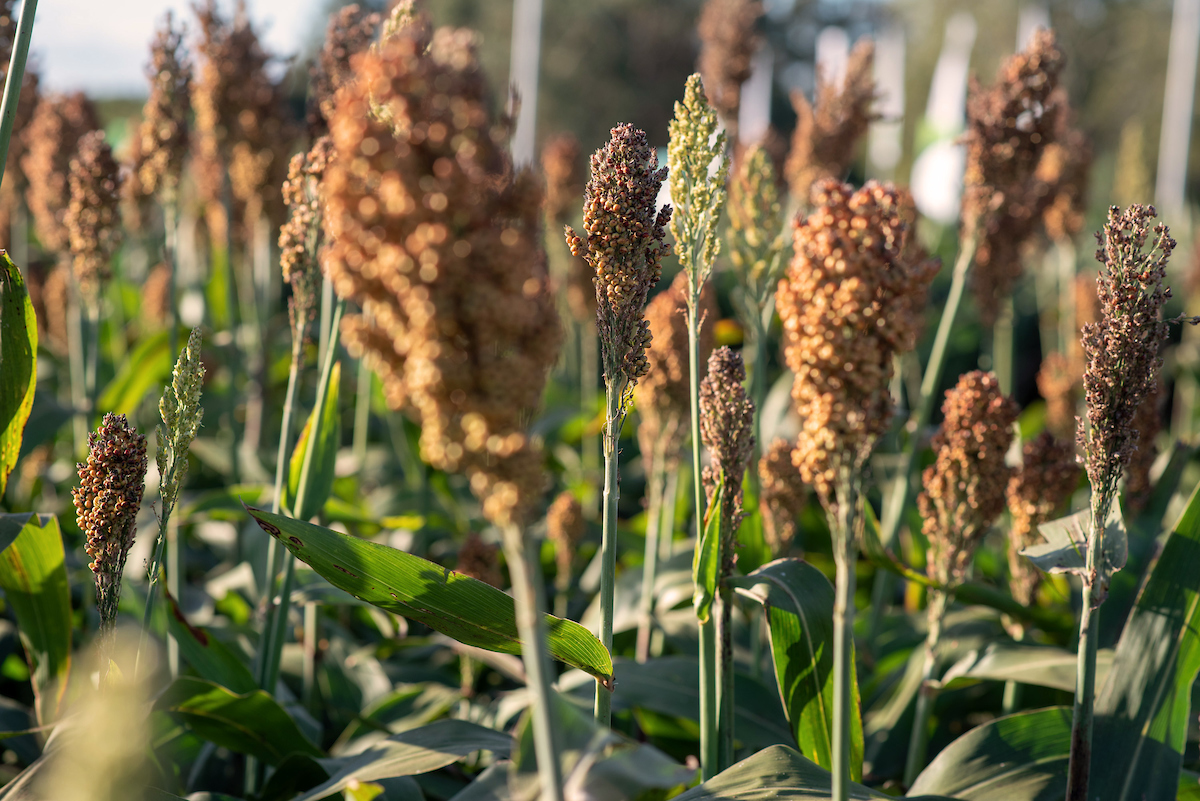 Inició la Expo Melilla en su 15.ª edición