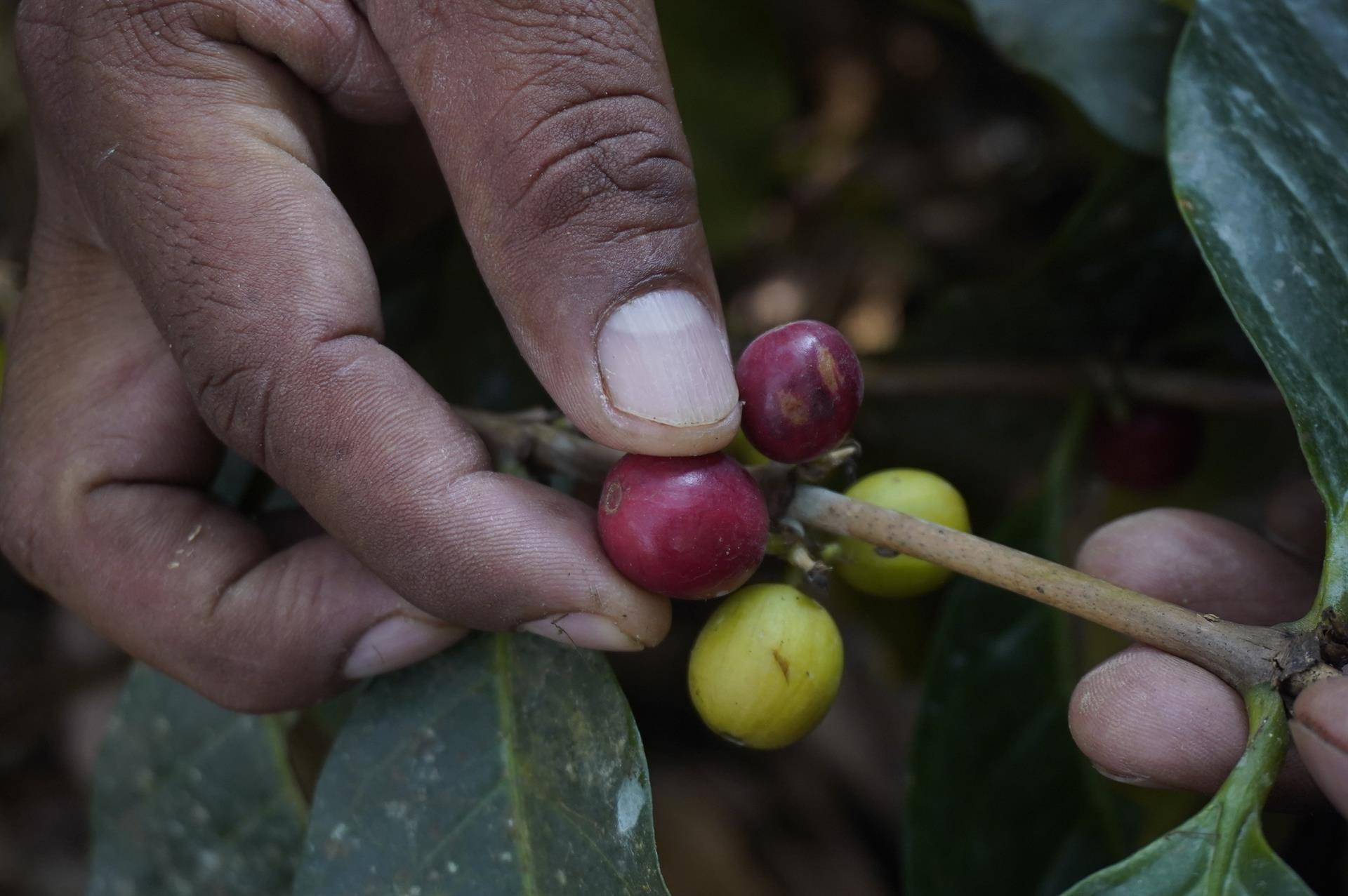 Rescatan a 532 personas sometidas a trabajo esclavo en Brasil » Portal ...