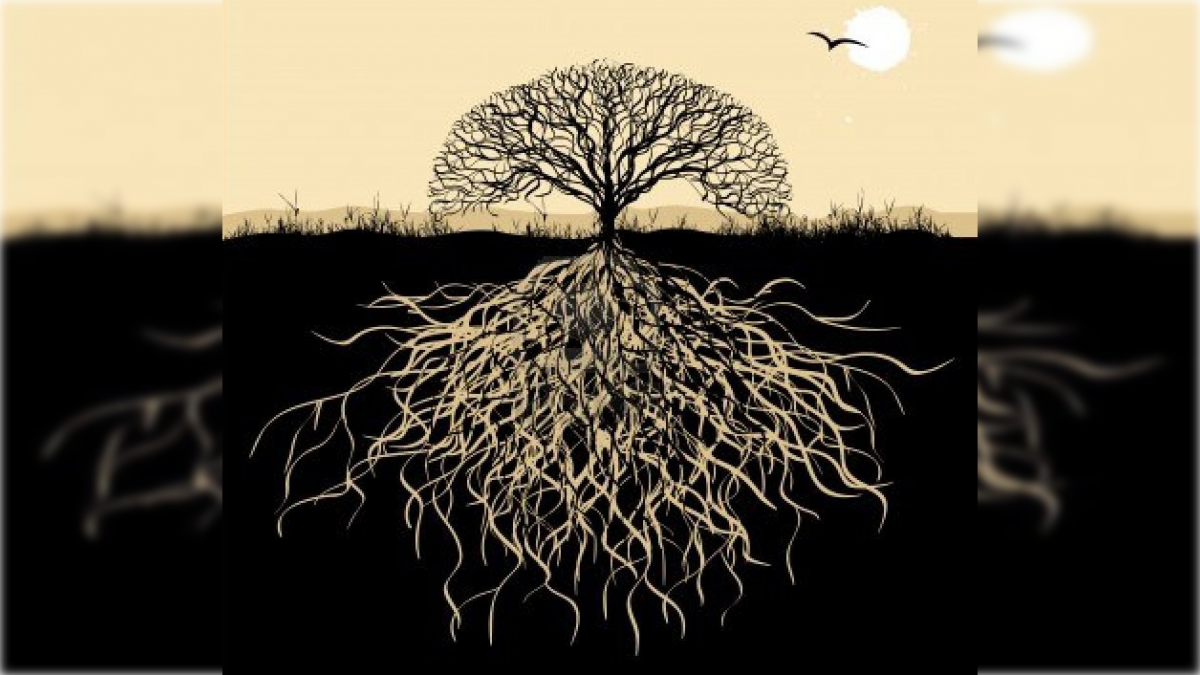 Las raíces » Portal Medios Públicos